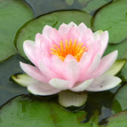 Soft Pink Lotus Seeds