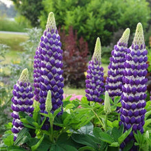 Cluster of deep violet and white lupine flower spikes blooming in a garden

