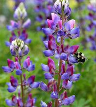 Purple and pink lupine flower spike with a bumblebee collecting nectar in a vibrant garden

