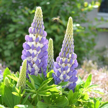 Lilac and white lupine flower spikes blooming under sunlight with green foliage

