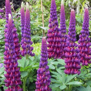 Tall purple and burgundy lupine flower spikes growing in a vibrant garden

