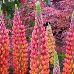 Tall pink and yellow lupine flower spikes blooming in front of red Japanese maple leaves

