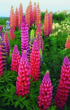 Tall purple and burgundy lupine flower spikes growing in a vibrant garden