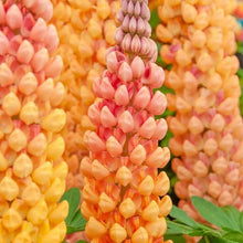 Close-up of peach and orange lupine flower spikes with soft gradient blooms


