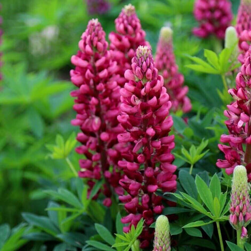 Close-up of vibrant terracotta-colored lupine flower spikes blooming in a lush green garden






