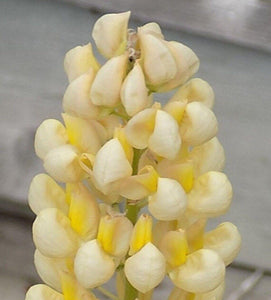 Yellow and white lupine flower spike in bloom against a wooden background

