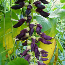 10 Black Velvet Bean - Mucuna Pruriens Seeds