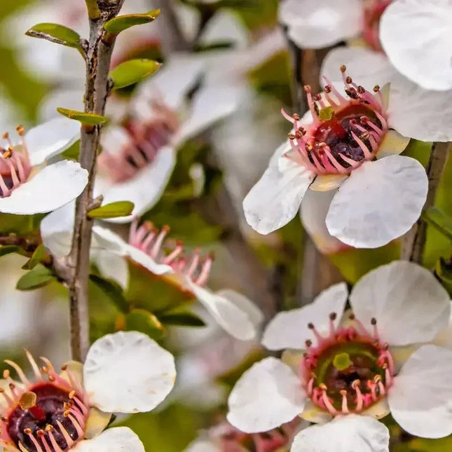 Manuka Tea Tree Seeds – Leptospermum Scoparium - Seed World