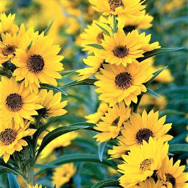 Close-up of bright yellow sunflowers with green leaves.