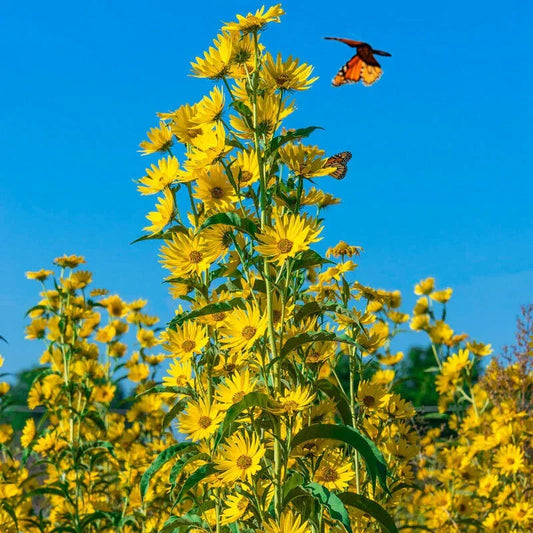 Yellow sunflowers with a butterfly against a clear blue sky