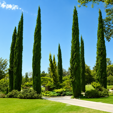 20 Mediterranean Cypress Tree Seeds