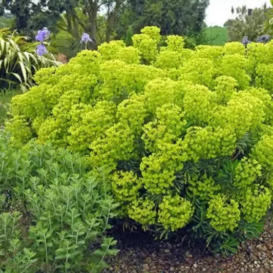 Mediterranean Spurge in full spring bloom