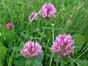 17000 Medium Red Clover Seeds