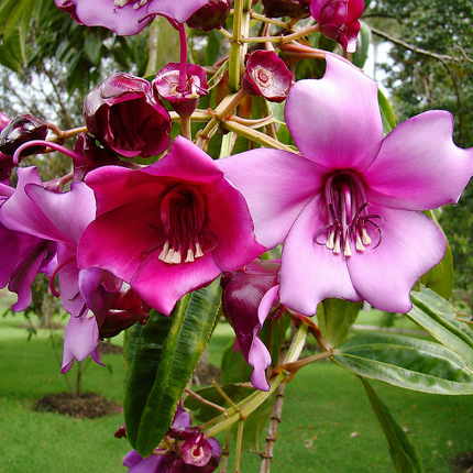 Meriania nobilis flowers
