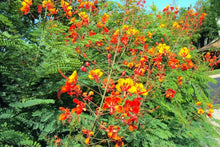 25 Mexican Red Bird of Paradise Seeds