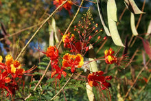 25 Mexican Red Bird of Paradise Seeds