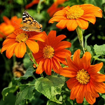 25 Mexican Torch Sunflower Seeds