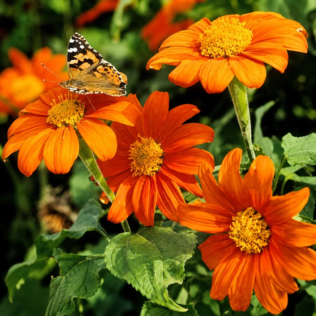 25 Mexican Sunflower Seeds (Tithonia rotundifolia) – product image 1