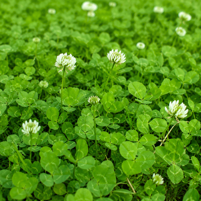 Micro Clover 1000-2000 Seeds