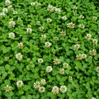 5000-8000 Seeds