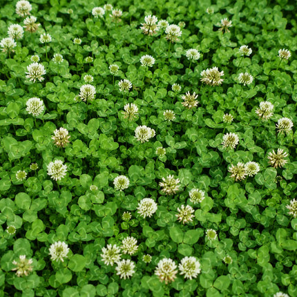 Micro Clover 5000-8000 Seeds
