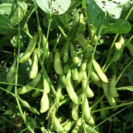Green Midori Giant edamame pods among leaves
