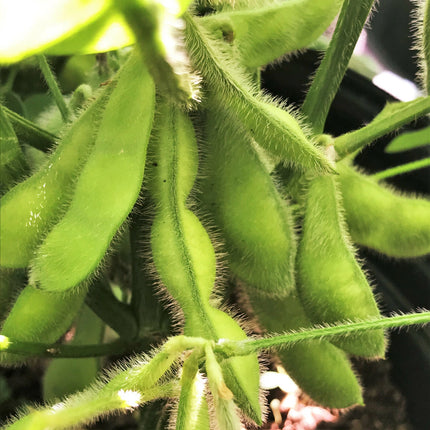 Midori Giant edamame pods growing on a soybean plant