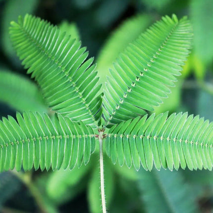 Mimosa Pudica - Sensitive Plant Seeds - Seed World
