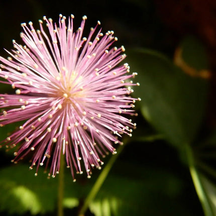 Mimosa Pudica - Sensitive Plant Seeds - Seed World