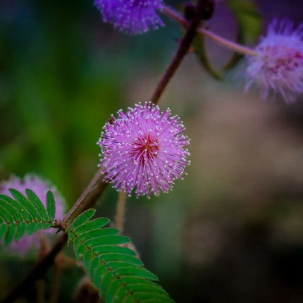 Mimosa Pudica - Sensitive Plant Seeds - Seed World