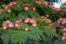 30 Mimosa Silk Tree Seeds