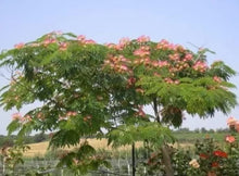 30 Mimosa Silk Tree Seeds