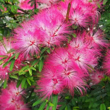 30 Mimosa Silk Tree Seeds