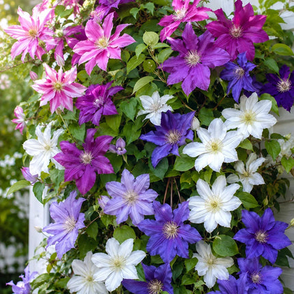 Mixed Clematis Seeds – product image 1