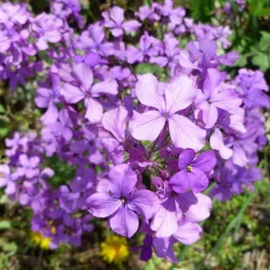 75 Money Plant - Lunaria Annua Seeds