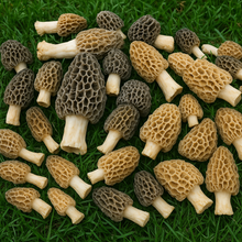 Morel Mushroom Grow Kit – Makes Up to 5 Gallons of Fresh Morels