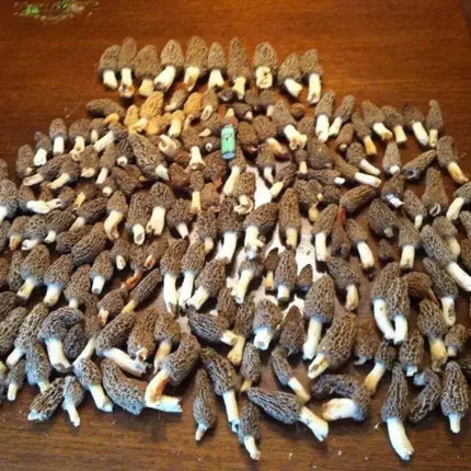 Morel Mushroom Grow Kit – Grow Up to 5 Gallons of Fresh Morels - Seed World