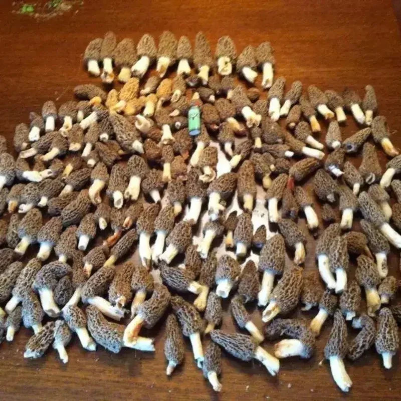 Morel Mushroom Grow Kit – Grow Up to 5 Gallons of Fresh Morels - Seed World