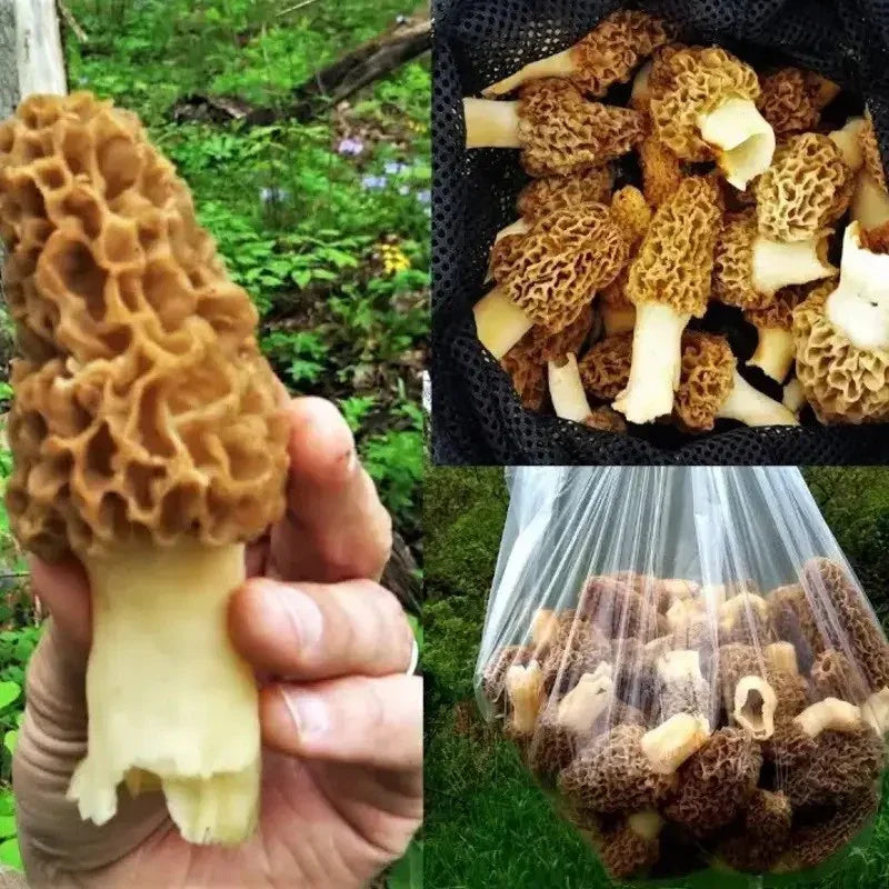 Morel Mushroom Grow Kit – Grow Up to 5 Gallons of Fresh Morels - Seed World