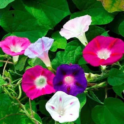 Morning Glory Mixed Flower Seeds - Seed World