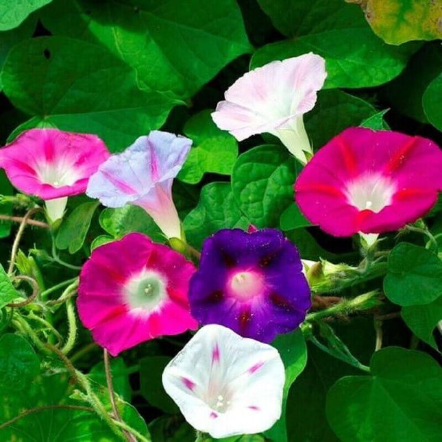 Morning Glory Mixed Flower Seeds - Seed World
