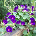 Grandpa Ott - Purple (100 Seeds)