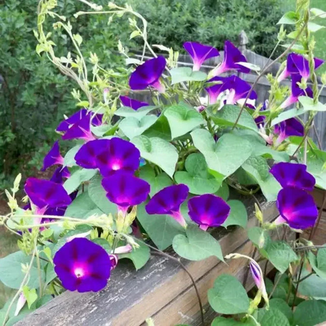 Morning Glory Seeds - Seed World