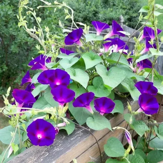 Morning Glory Seeds - Seed World