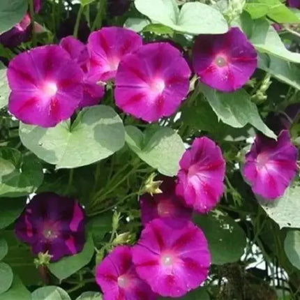Morning Glory Seeds - Seed World
