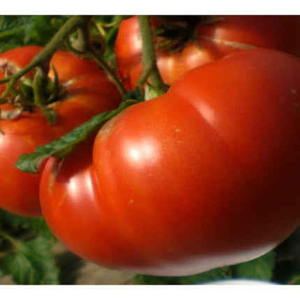 Mature Mortgage Lifter beefsteak tomatoes after harvest