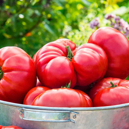 Mortgage Lifter tomatoes ripening on the plant