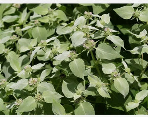 100 Mountain Mint Herb Seeds