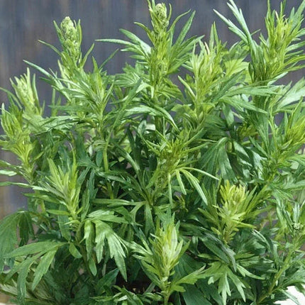 Mugwort Seeds (Artemisia vulgaris) – Hardy Perennial Herb - Seed World