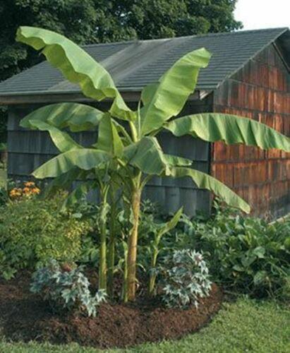 Musa Basjoo Banana Tree - Live Plant - 1 Ft. Tall - Seed World